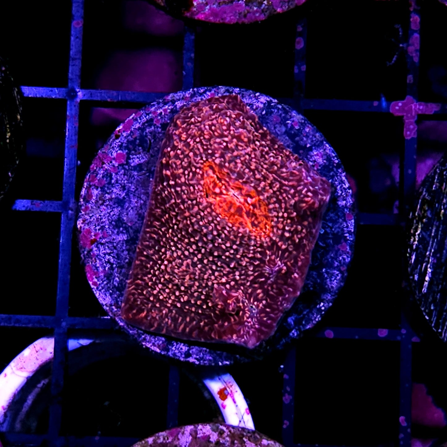 Annihilation Chalice