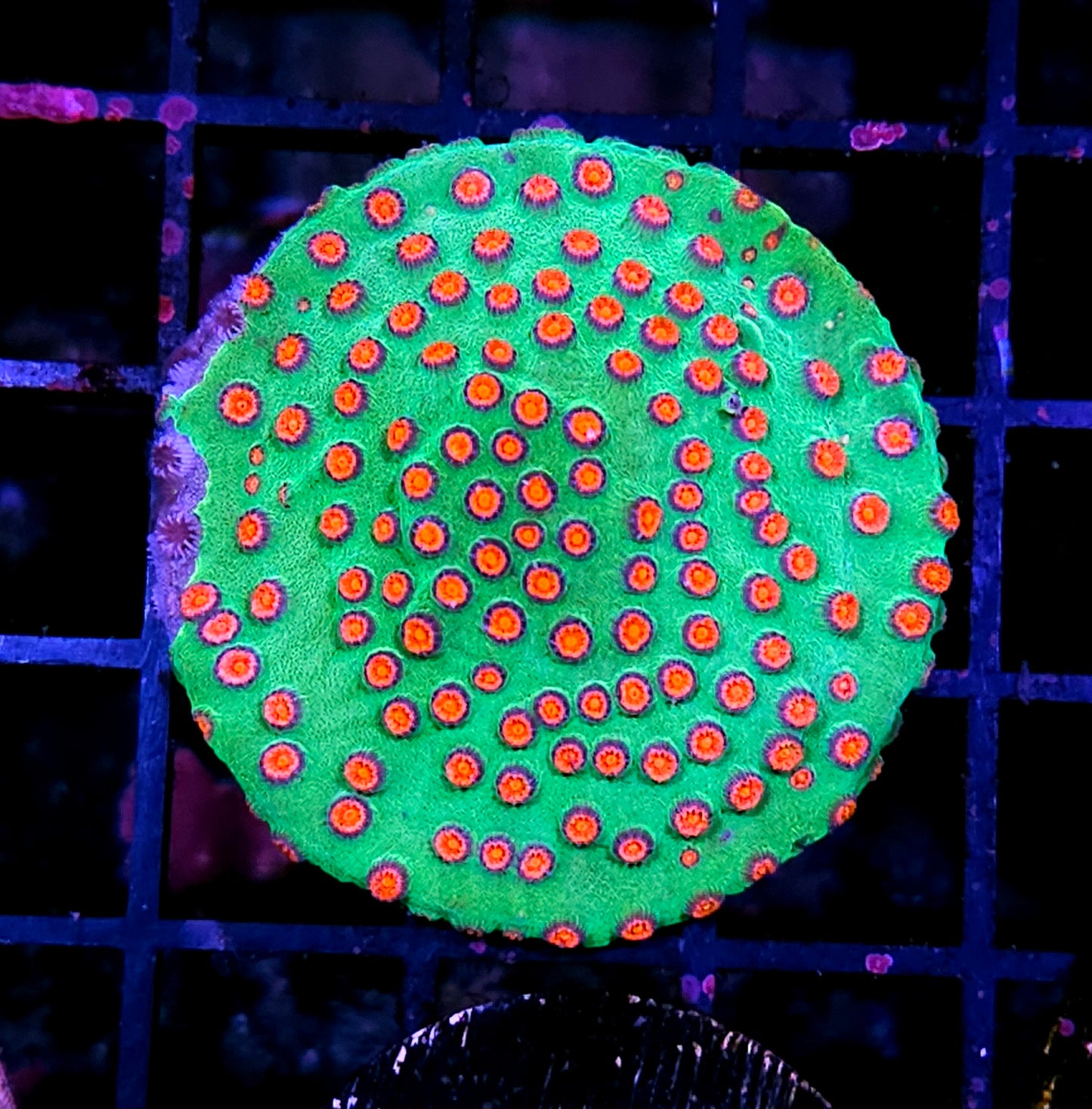 HF Cosmopolitan Cyphastrea Colony