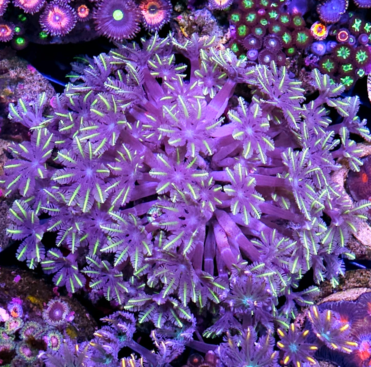 4-5" Rainbow Cloves Colony