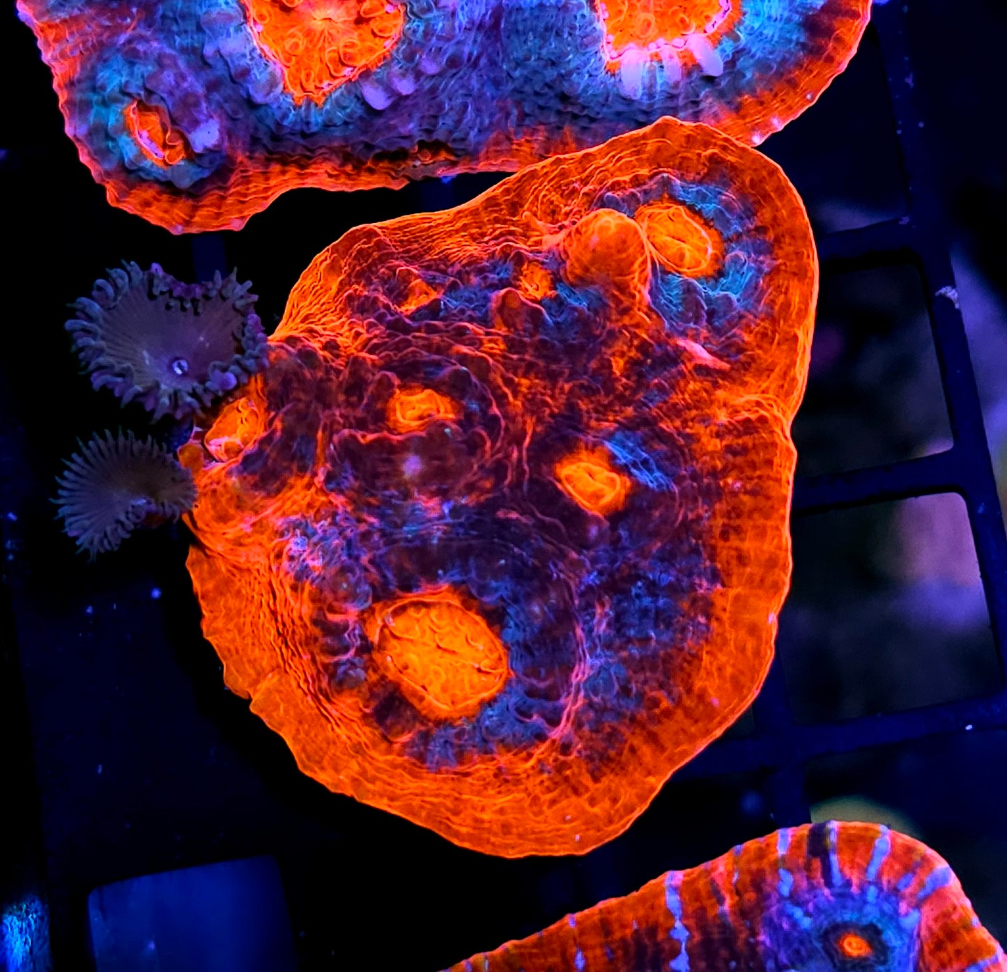 Armageddon Red Rim Chalice Colony