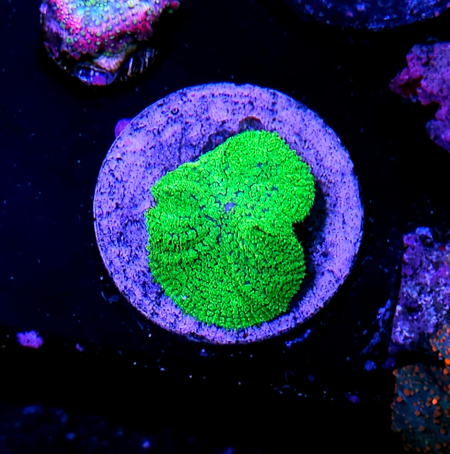 Kryptonite Gumdrop Mushroom