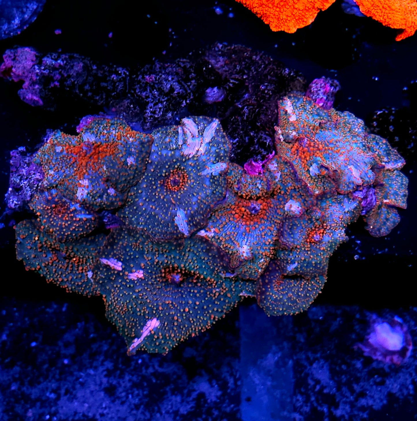HF Beautiful Chaos Mushroom Colony RARE