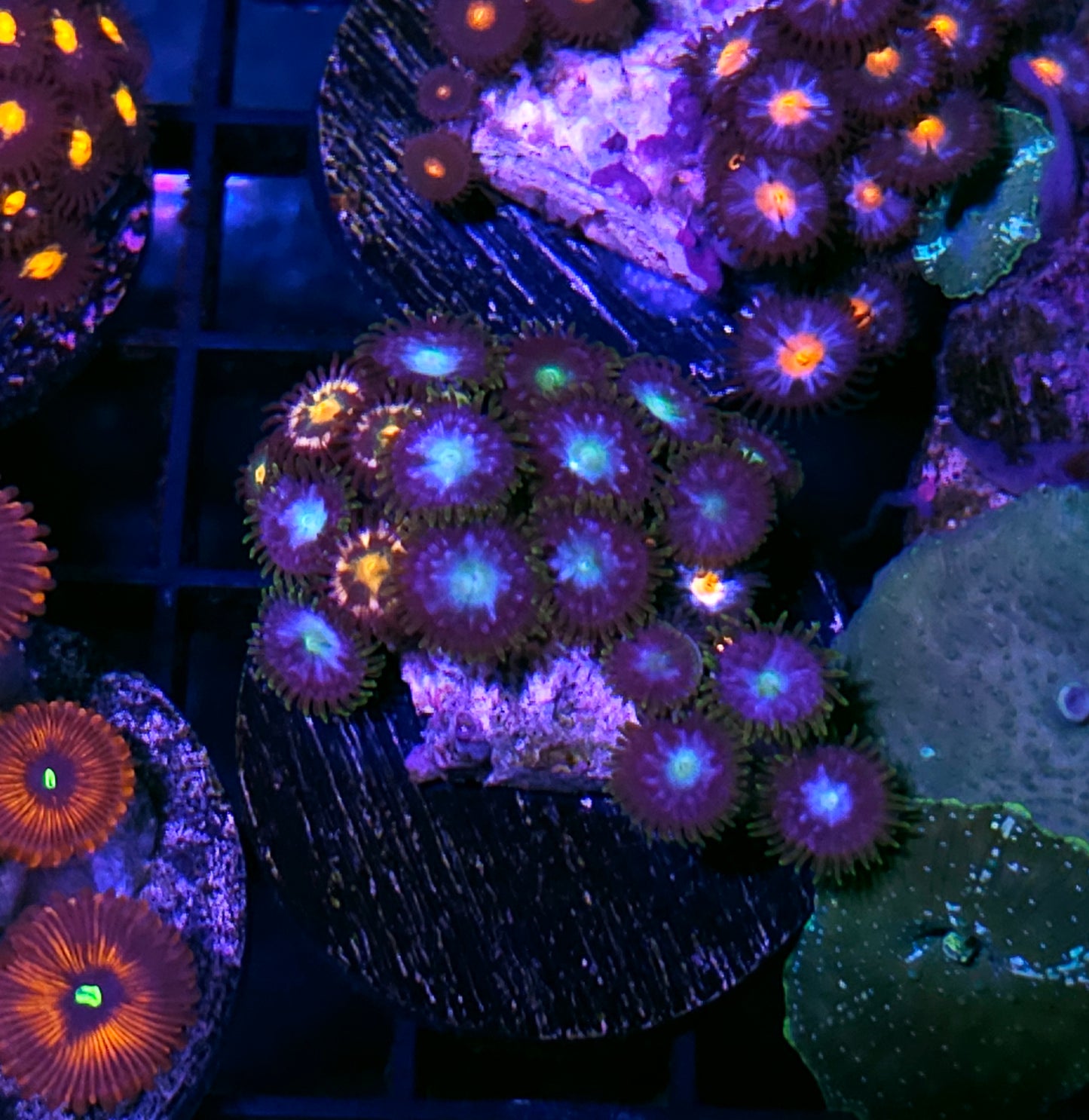 Angel Star Zoas