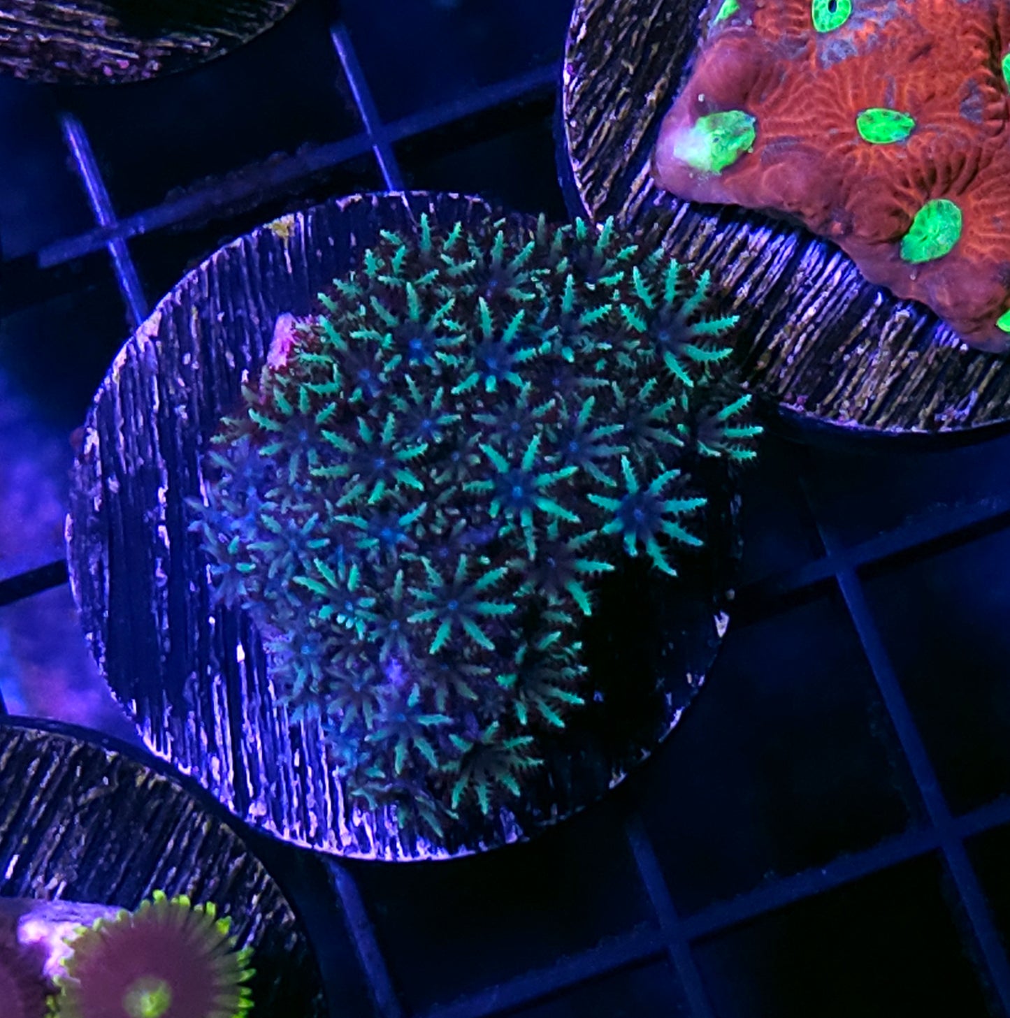 Blue Sympodium