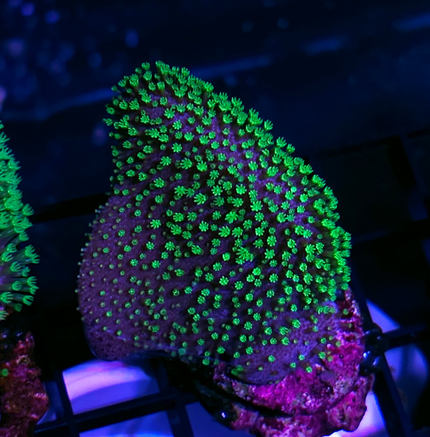 Tyree Green Polyp Toadstool Leather