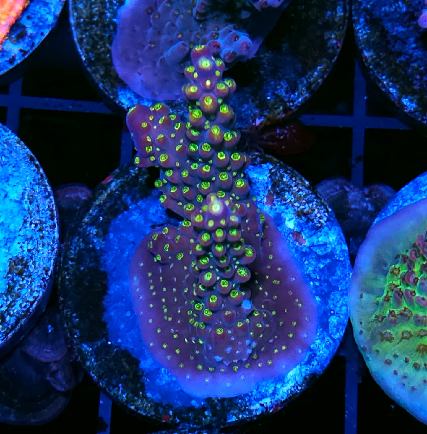 Widowmaker Acropora