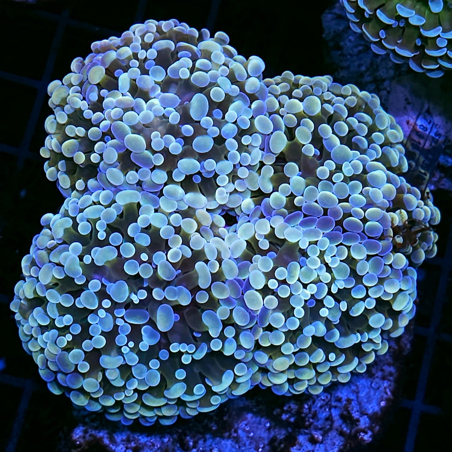 Approx 4-5 Head Pearlescent Froghammer Hybrid Colony