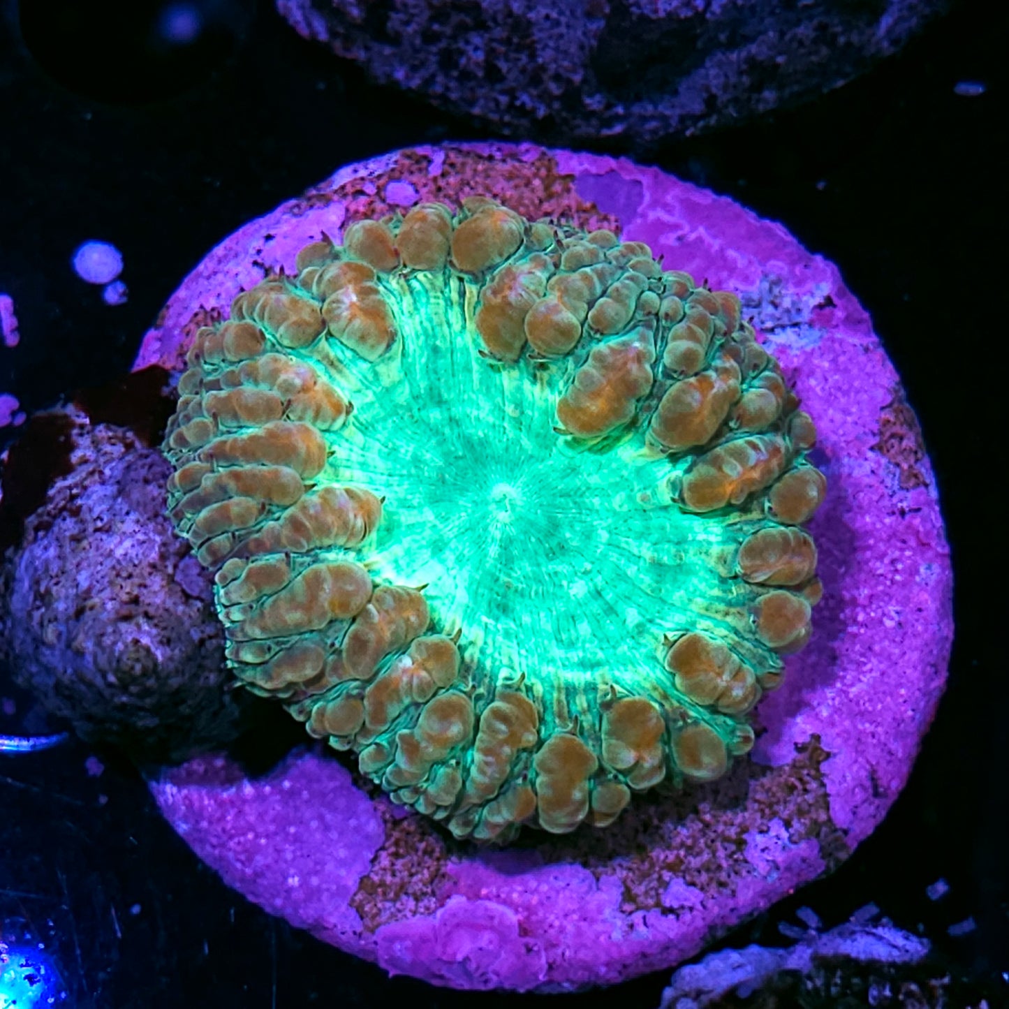 Silver Dollar Sized Rare Blastomussa Maxima