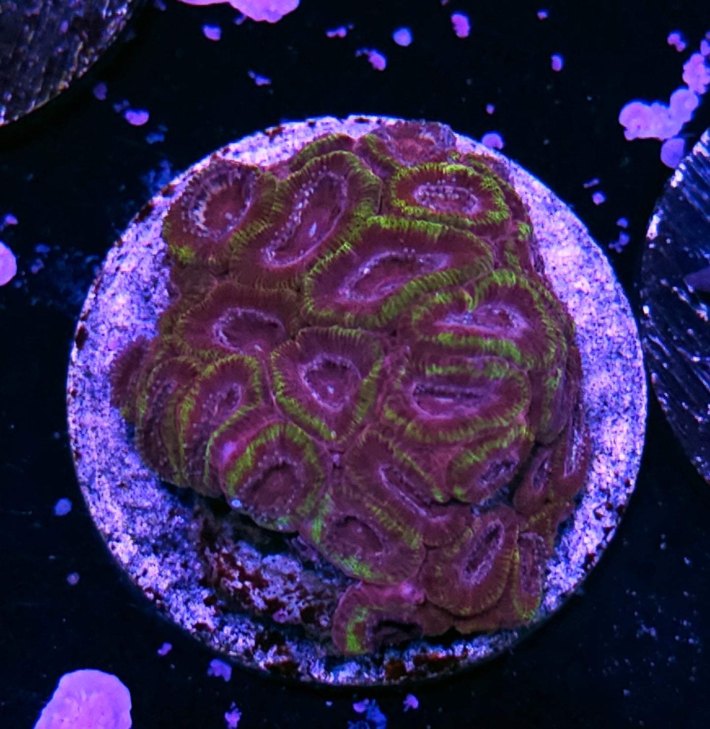 HF Ferrari F50 Micromussa Amakusensis Colony