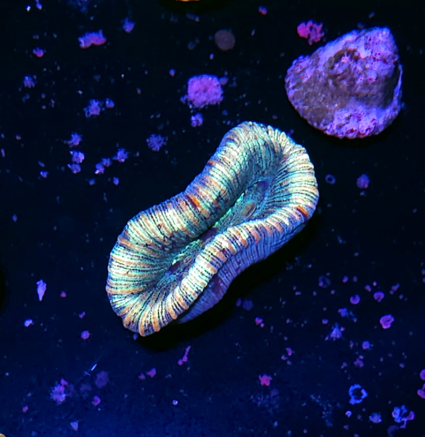 Insane Trachyphyllia