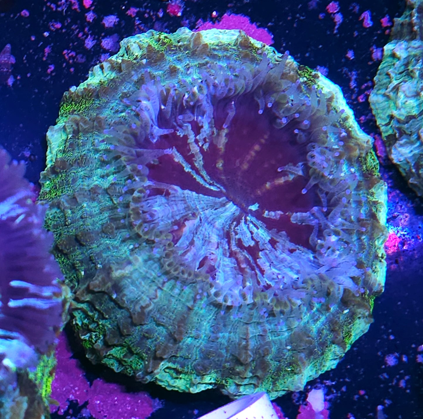 Holy Moly Acanthophyllia Deal