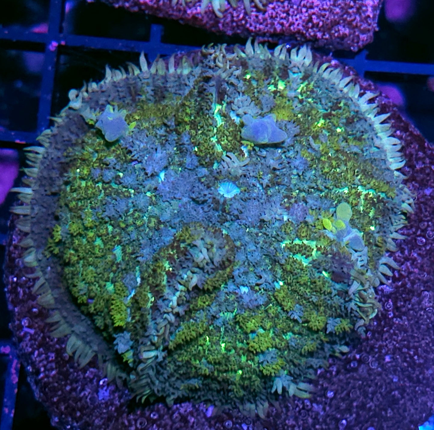 HF Astoria Bounce Mushroom