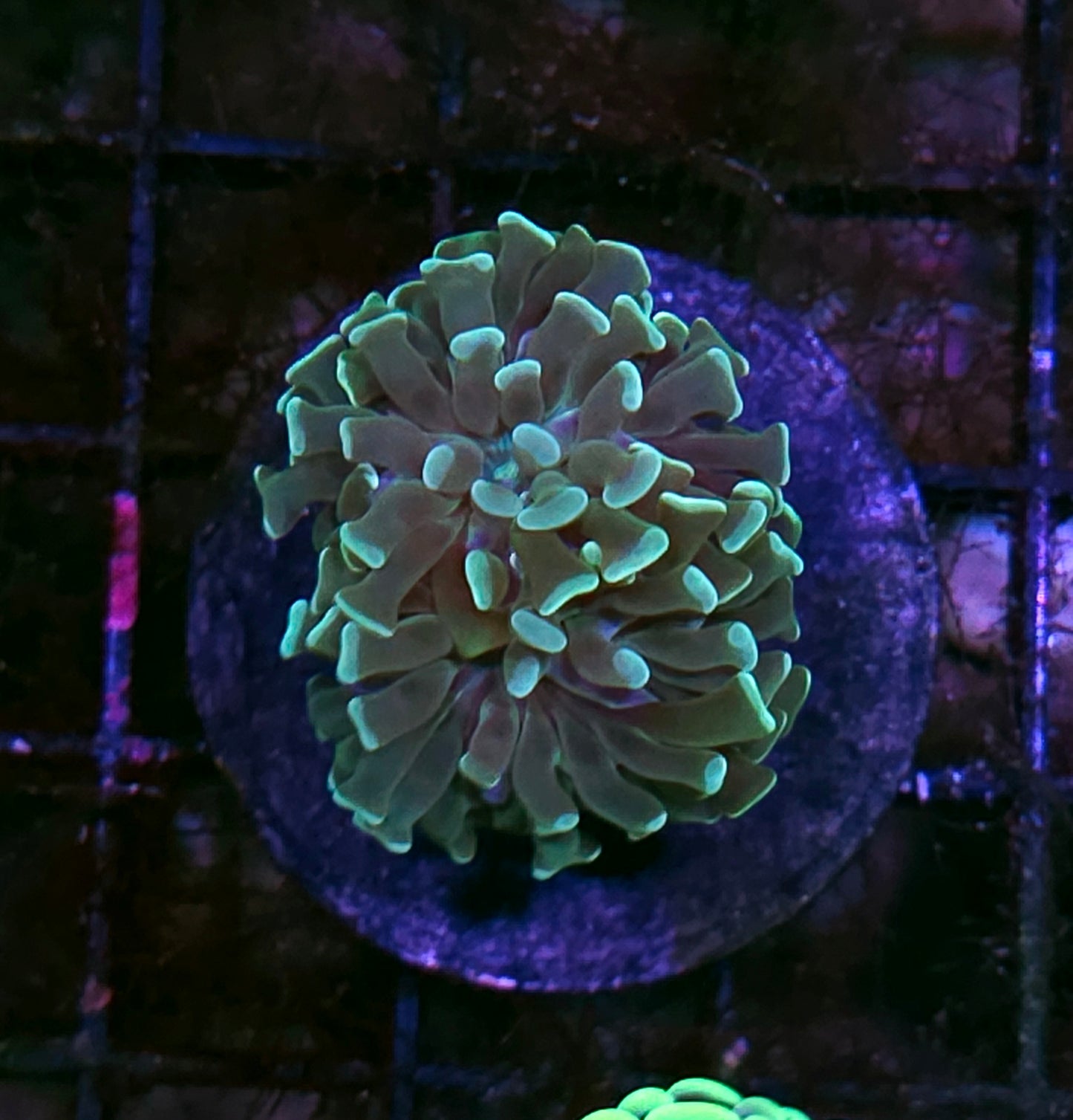 Funky Branching Hammer