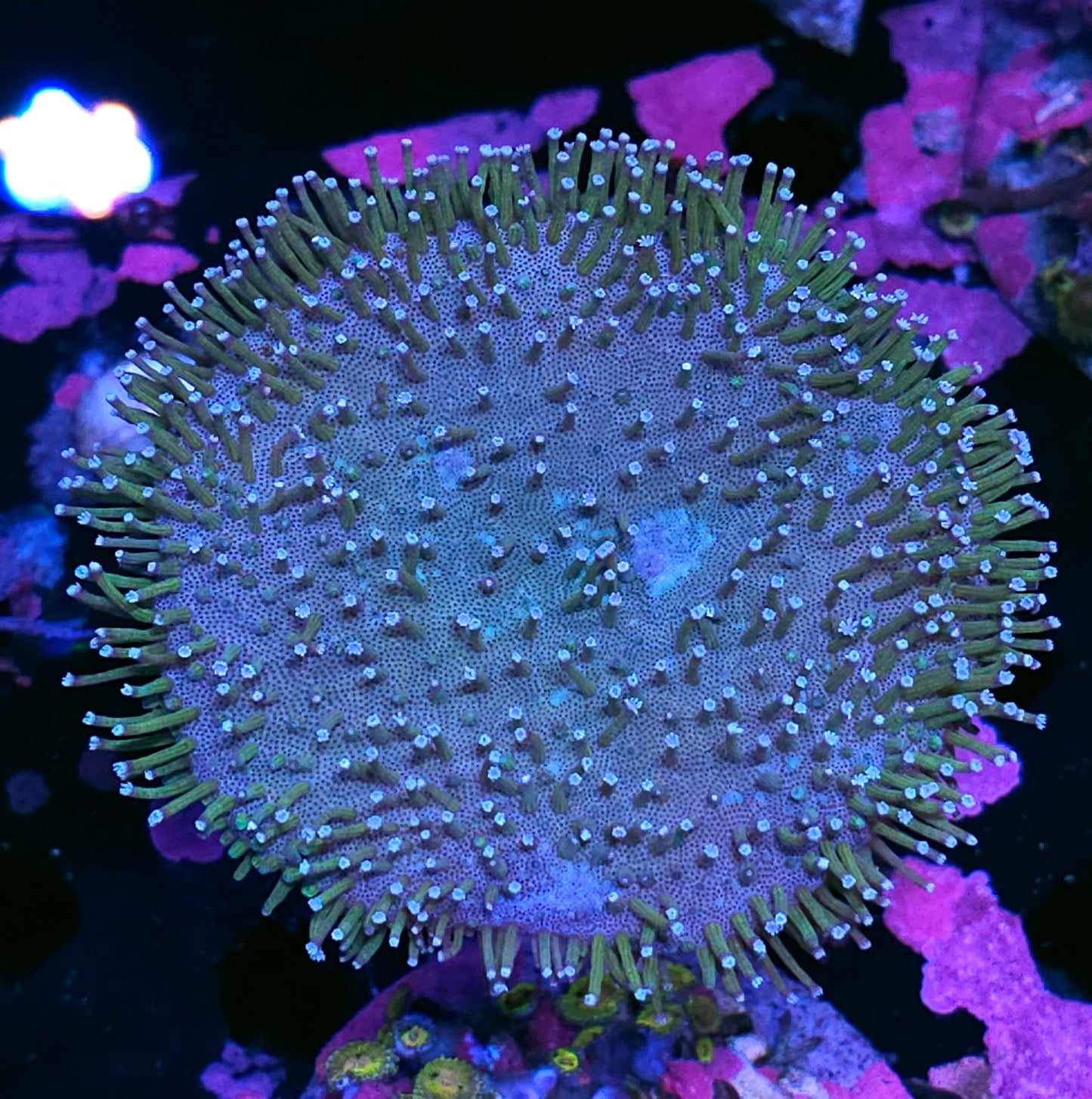 4" Toadstool Leather Colony