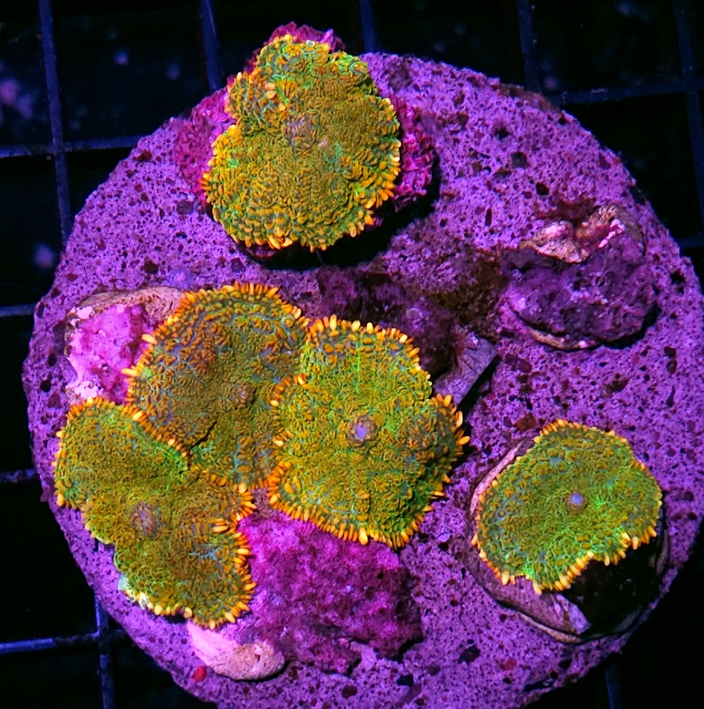 Acapulco Gold Mushroom Colony