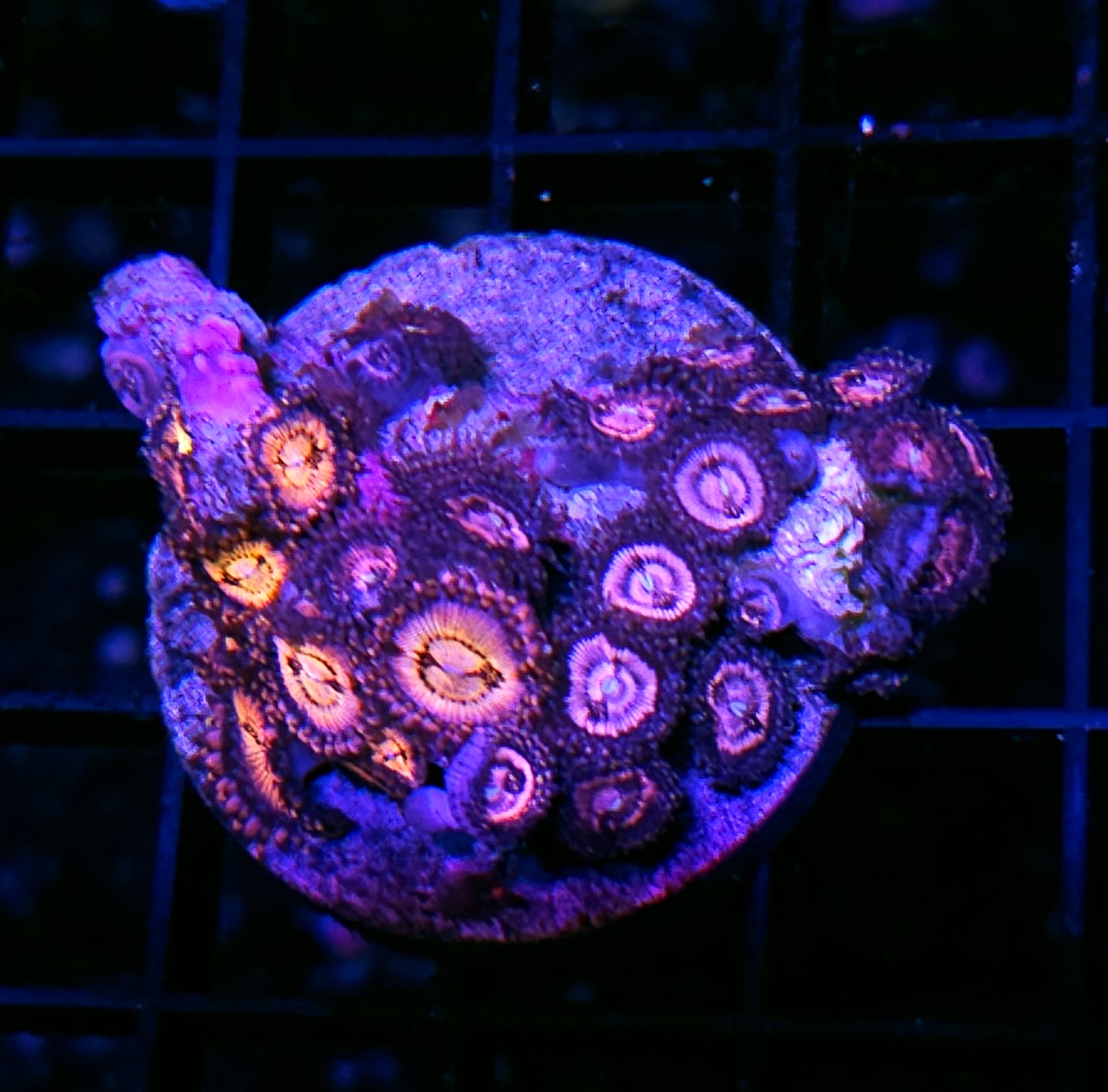 Cyber Punk Zoas
