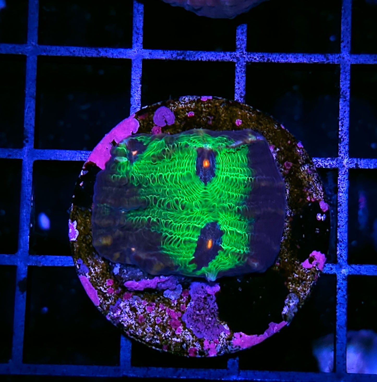 Avatar Mycedium