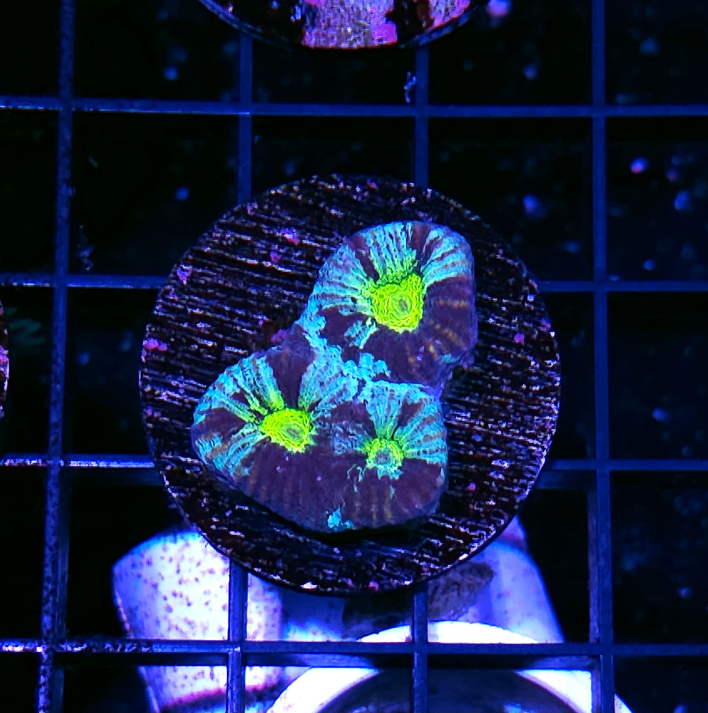 Predator Eye Favia