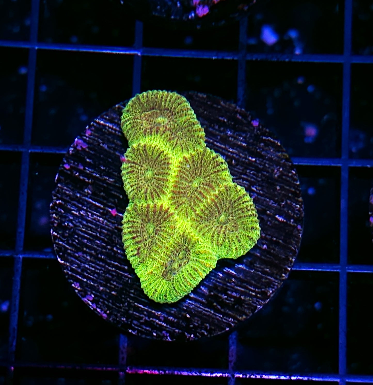 HF Mello Yellow Favia