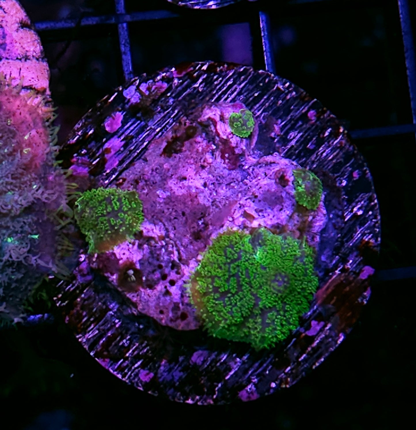 Kryptonite Gumdrop Mushrooms