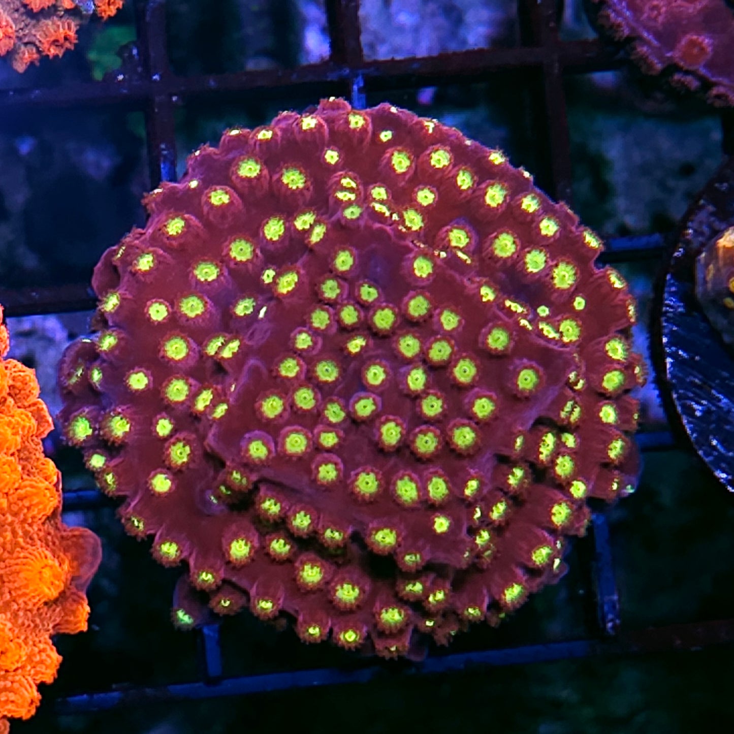 Badda Bing Cyphastrea Colony