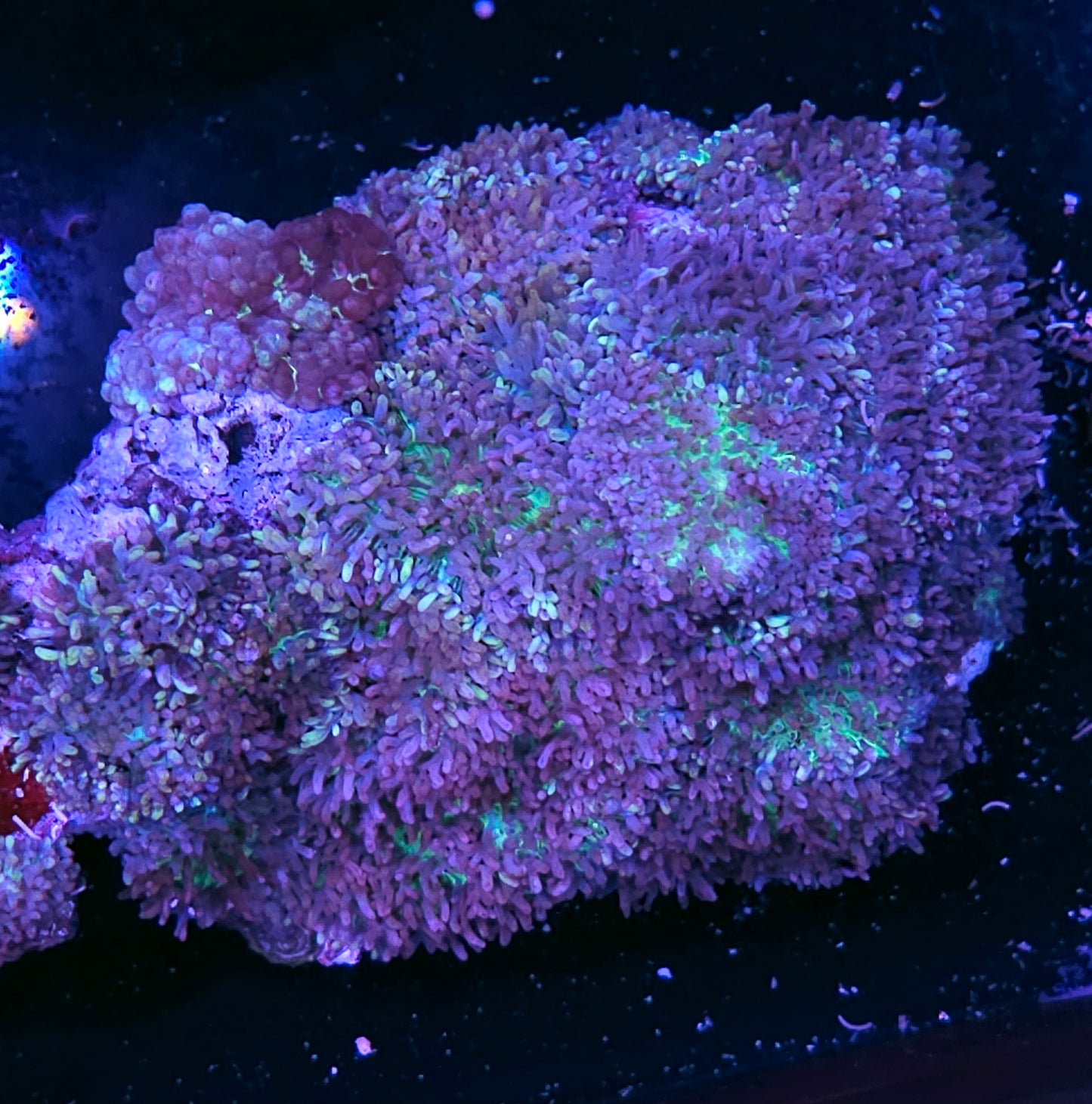 🤪XL Sweet Cheebah 😋 Shag Carpet Mushroom Colony🤪