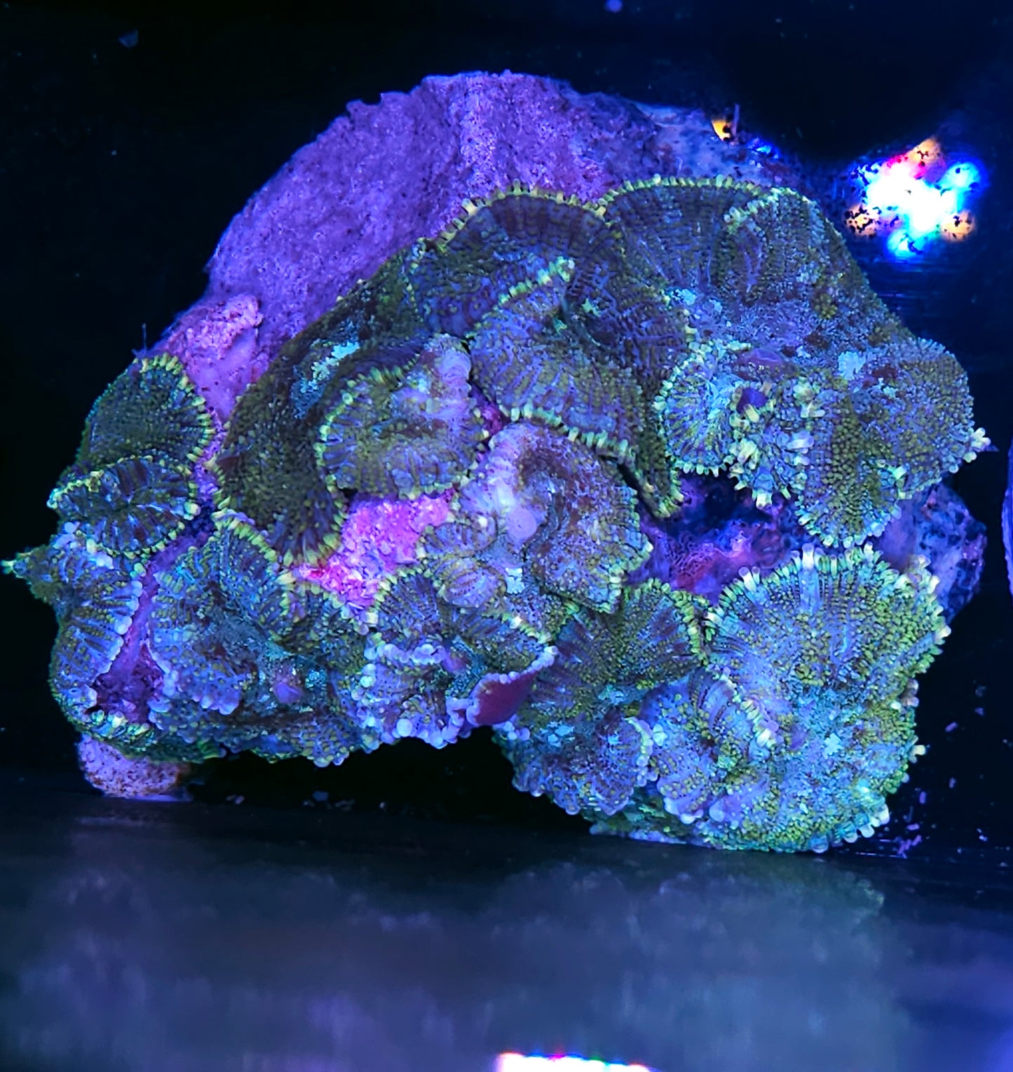 XL Razzle Pop Mushroom Colony
