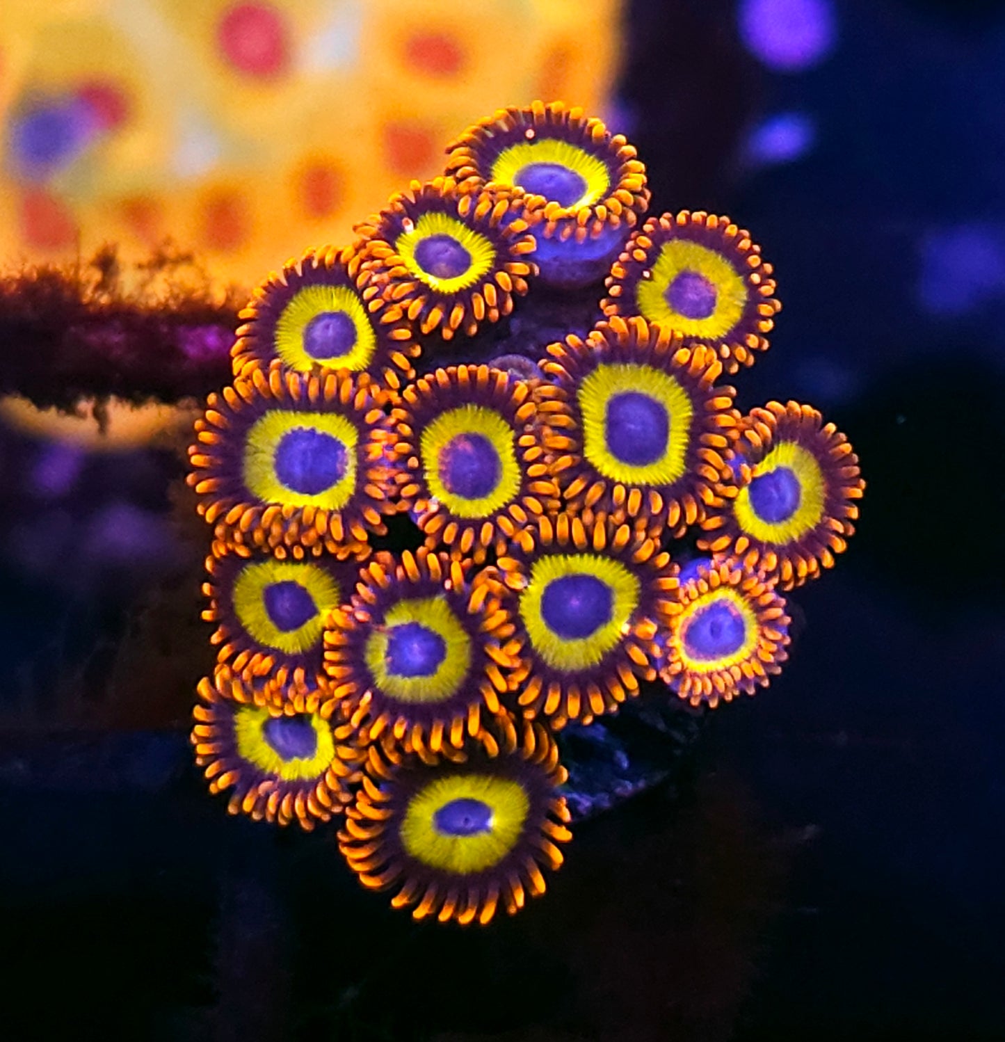 Fruit Loop Zoas