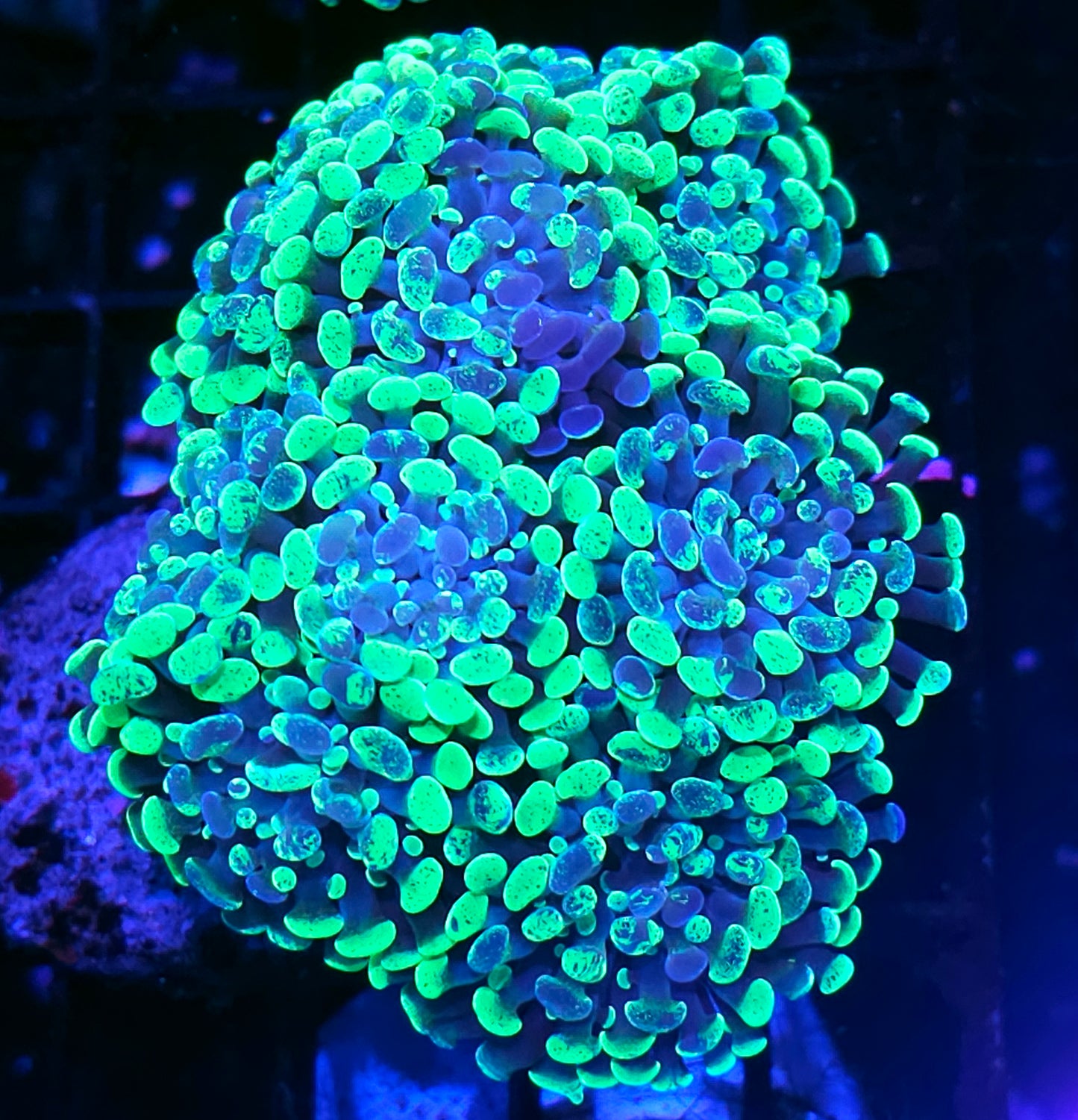 Approx 7-8 Head Insane Splatter Branching Hammer Colony