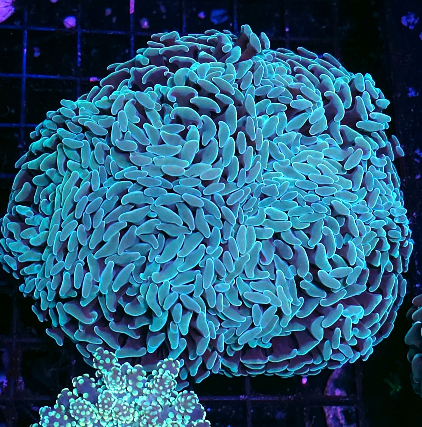 Approx 5-6 Head Mint Fat Head Branching Hammer Colony