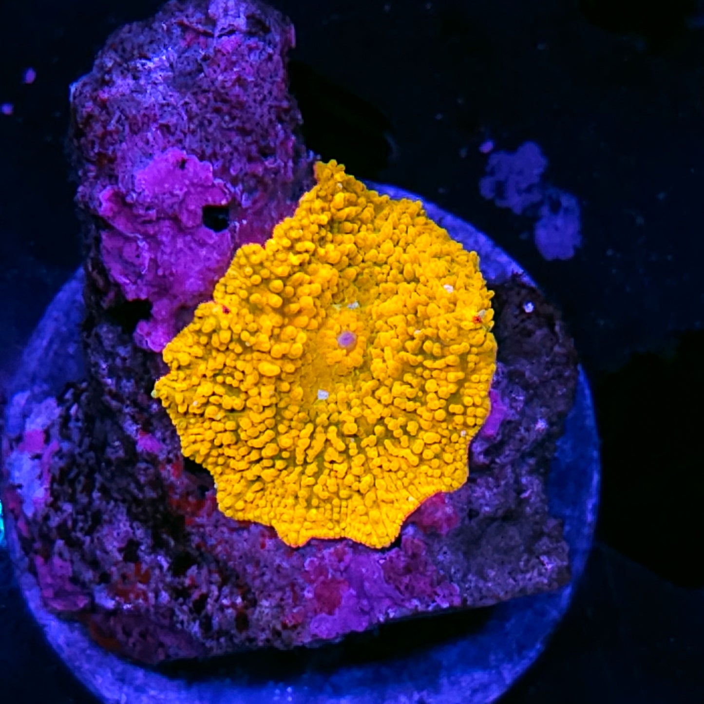 Golden Child Mushroom