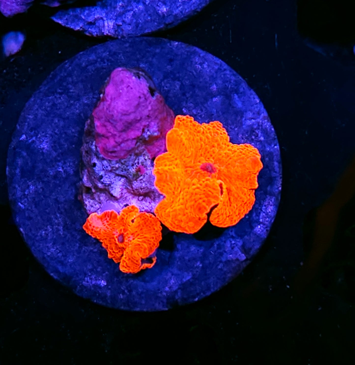 Scarlett Begonias Mushrooms