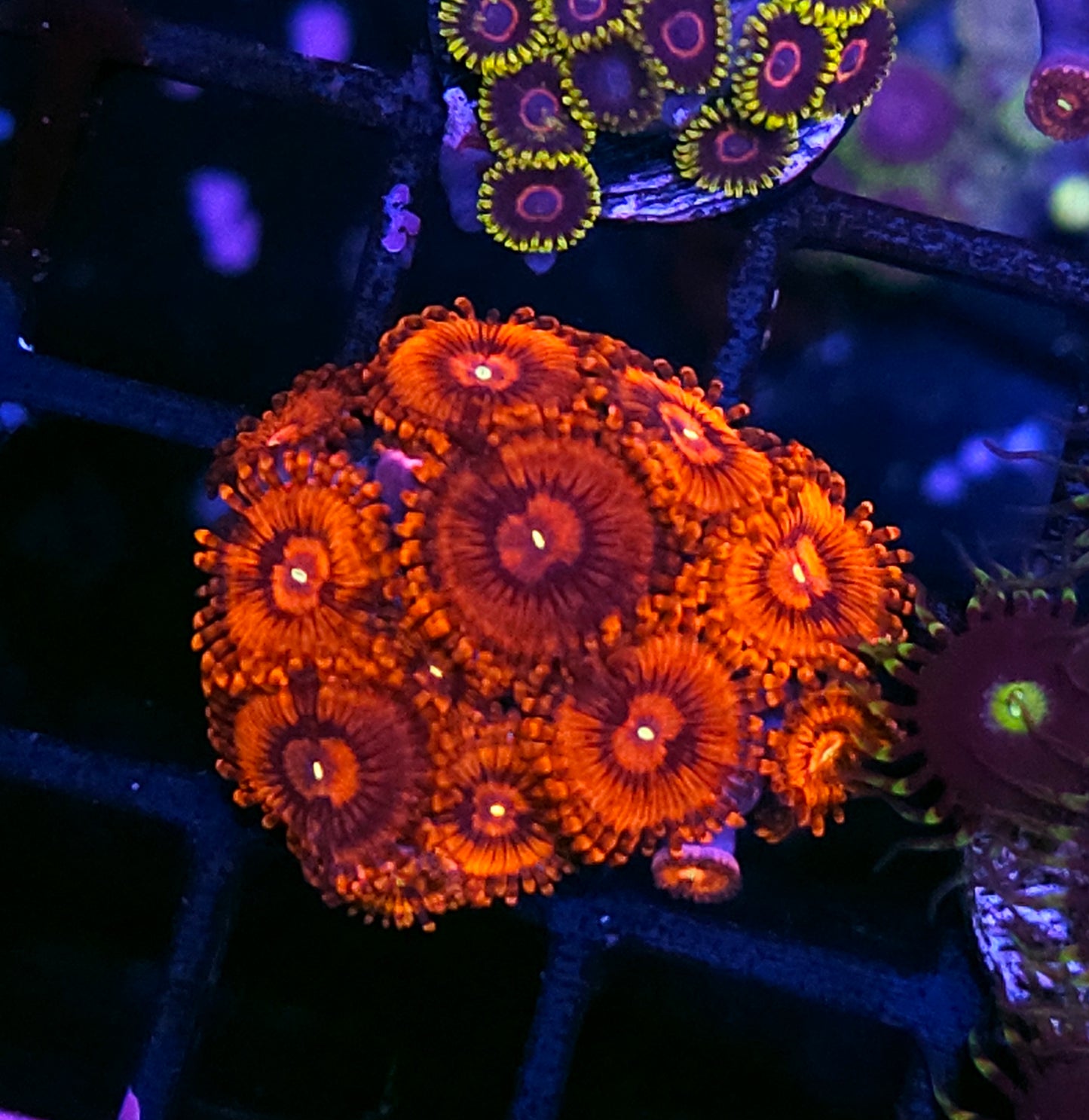DR Hellboy Zoas