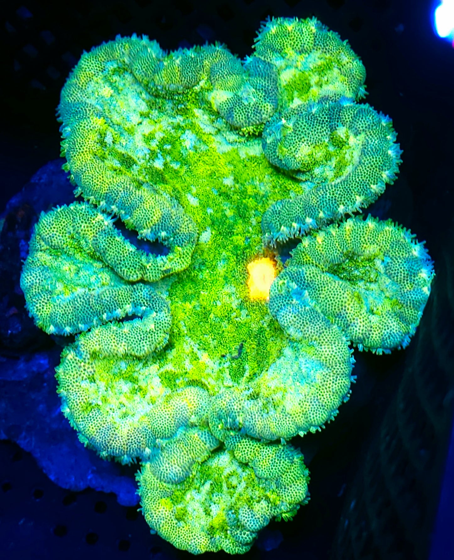 5-6" Electric Citrus Pizza Anemone