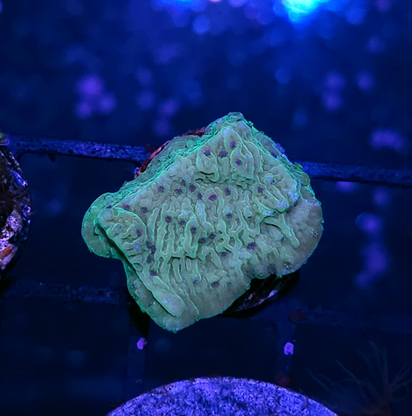 Gummy Bears Montipora