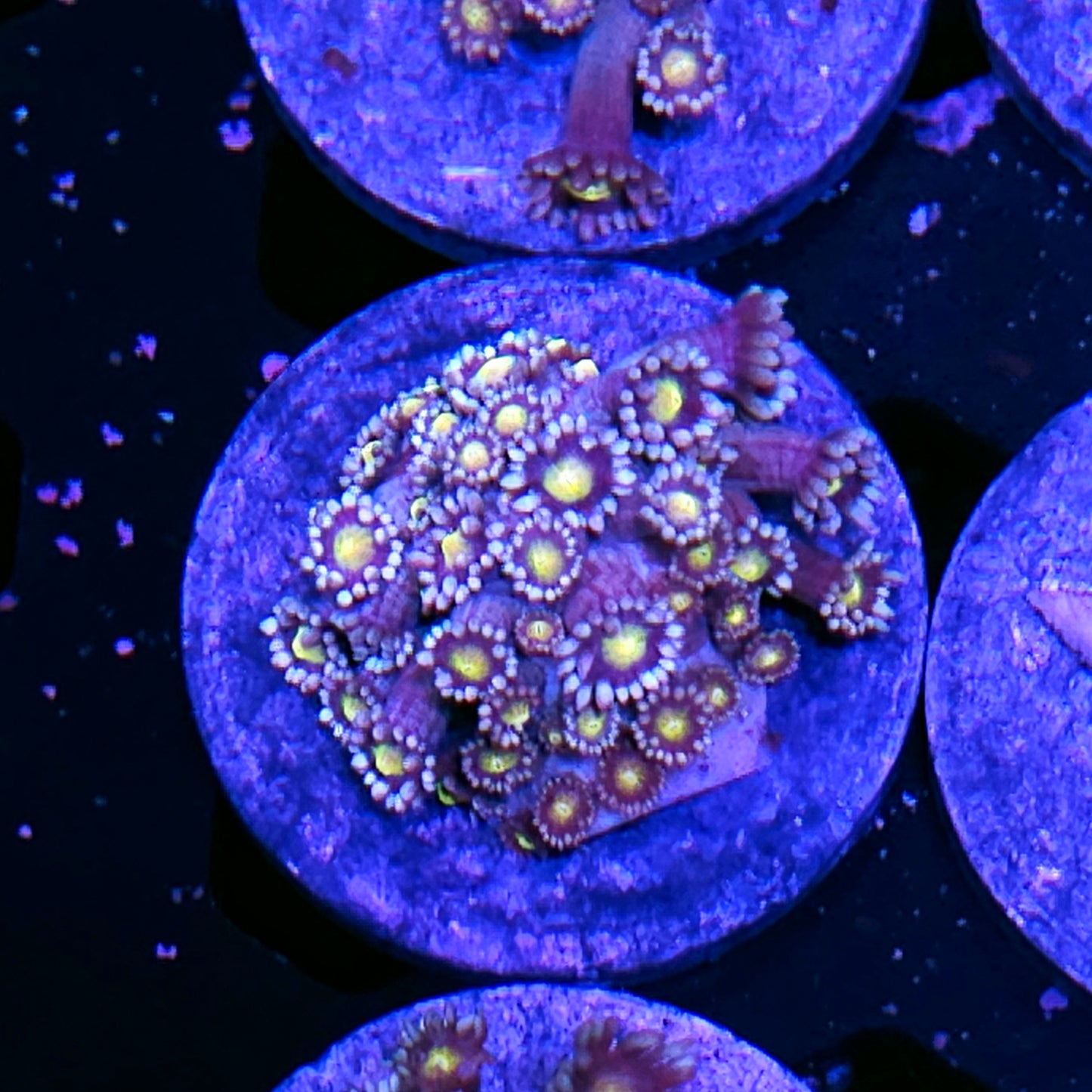 HF Stargazer Goniopora