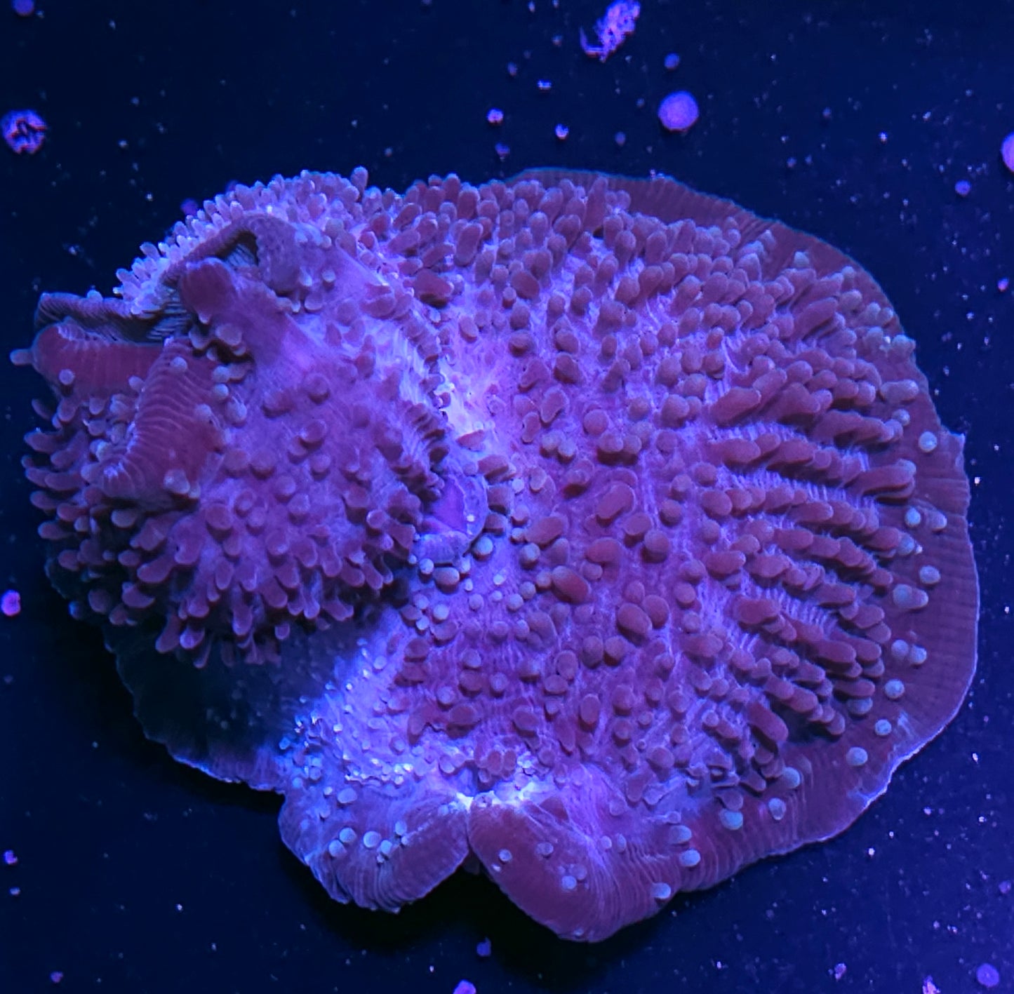 6" Purple Ice Elephant Ear Mushroom