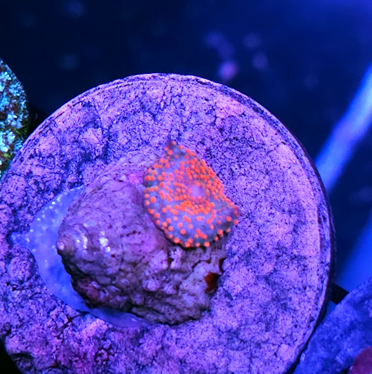 Beautiful Chaos Mushroom Baby