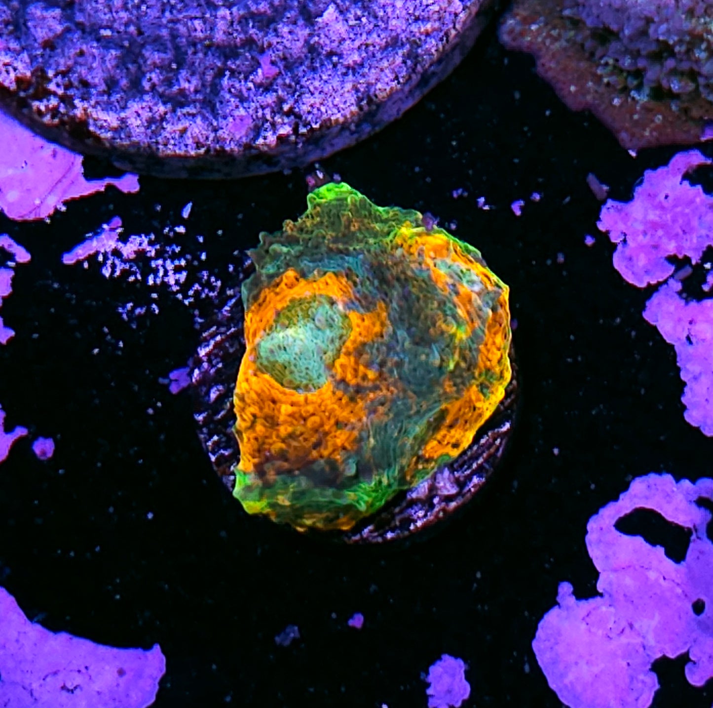 Flaming Forest Acan Echinata