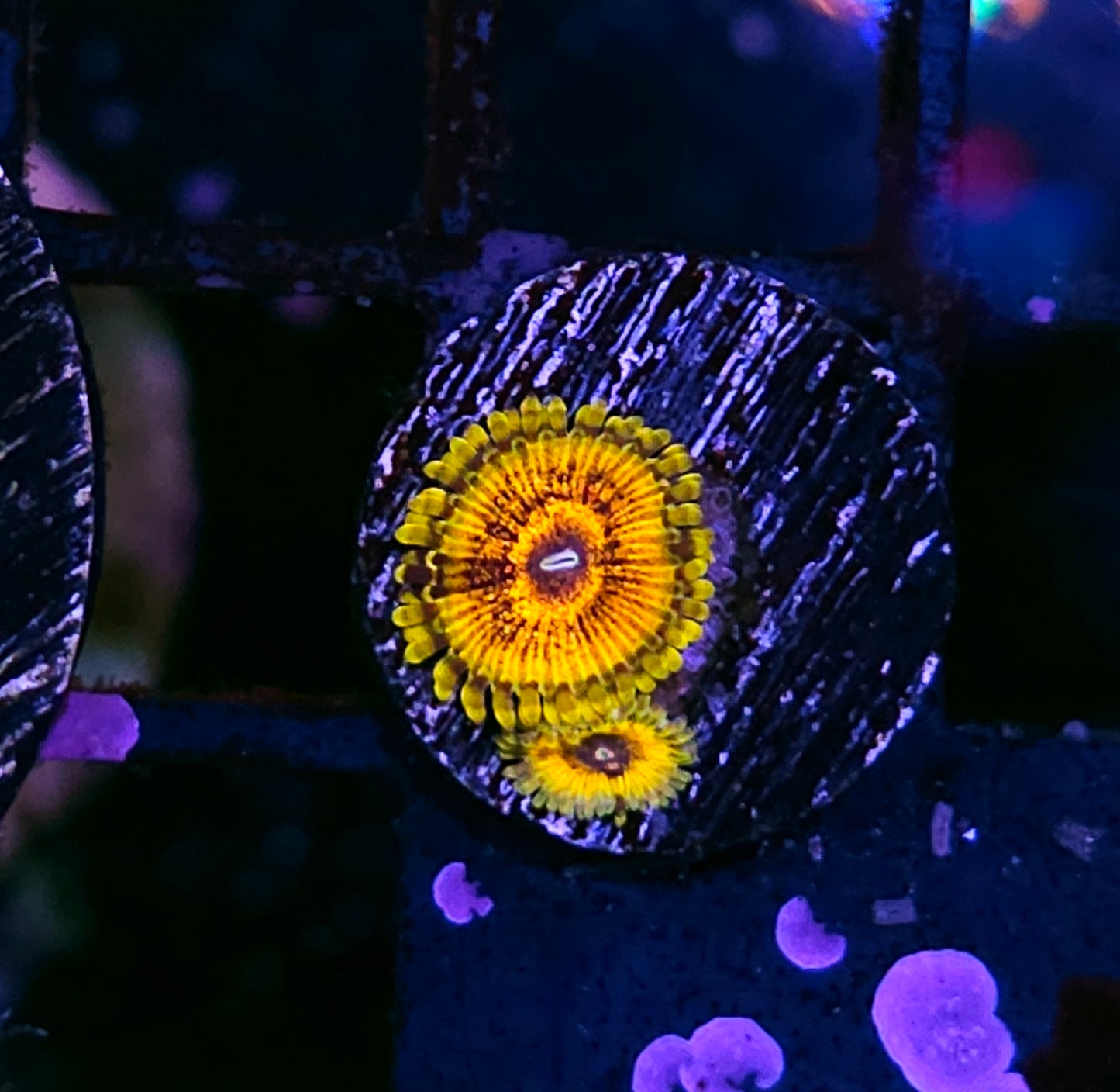 Scarface Zoas