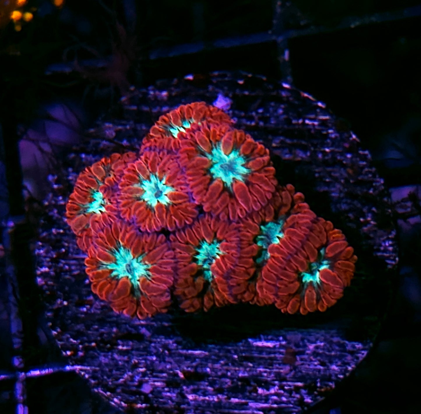 Red Star Blasto