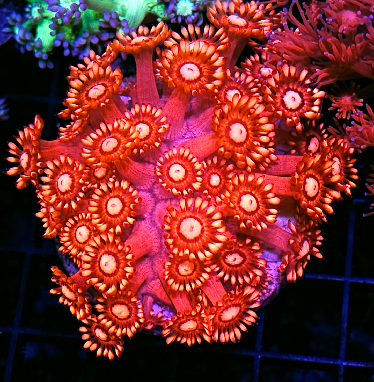 Blood Flowers Goniopora Colony