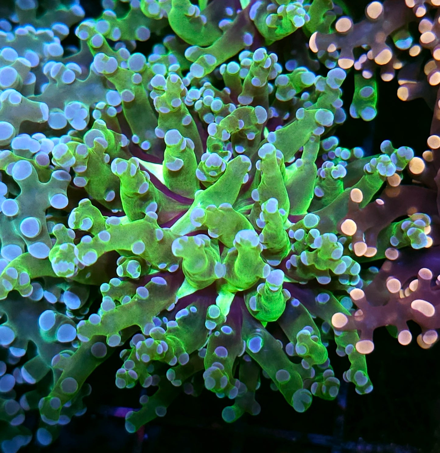 Viper Frogspawn