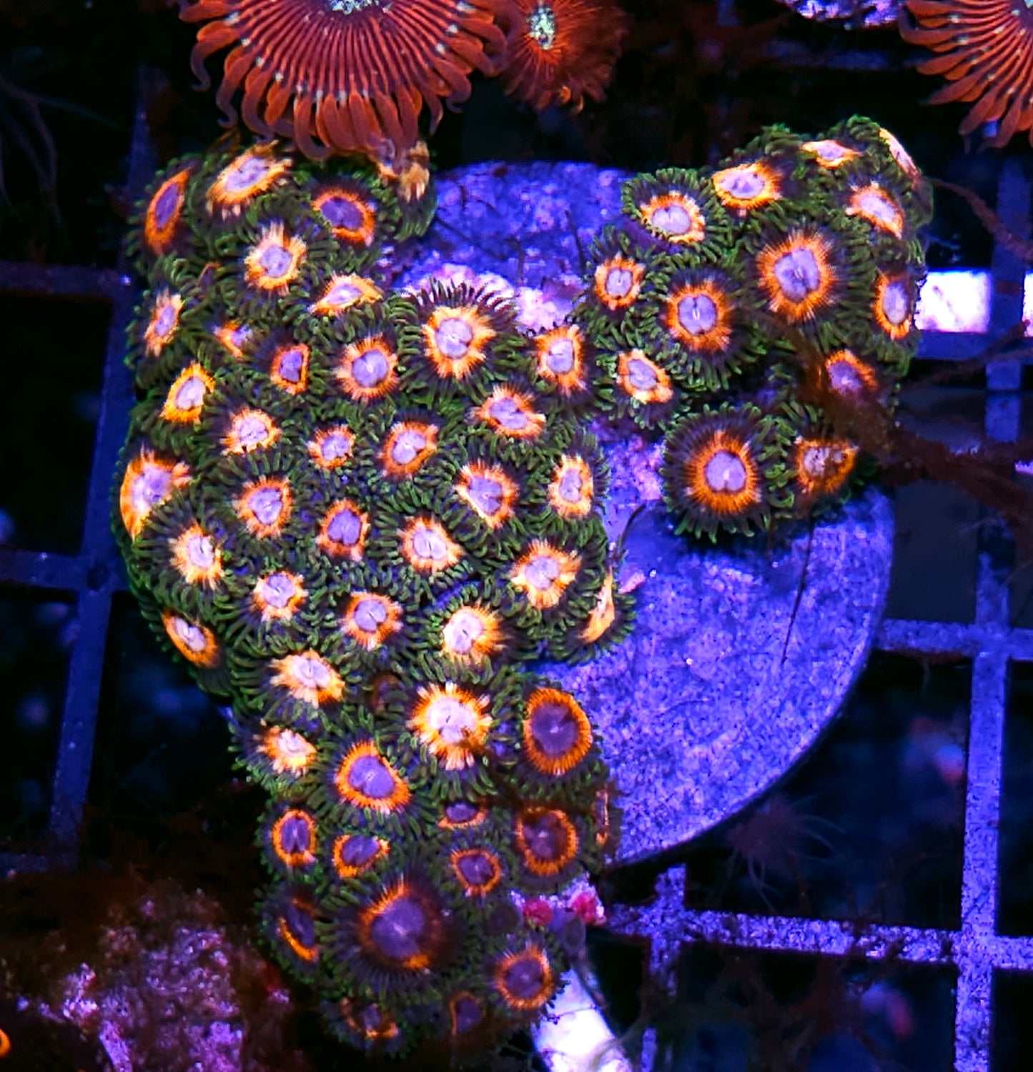 JF Fairytale Zoa Colony