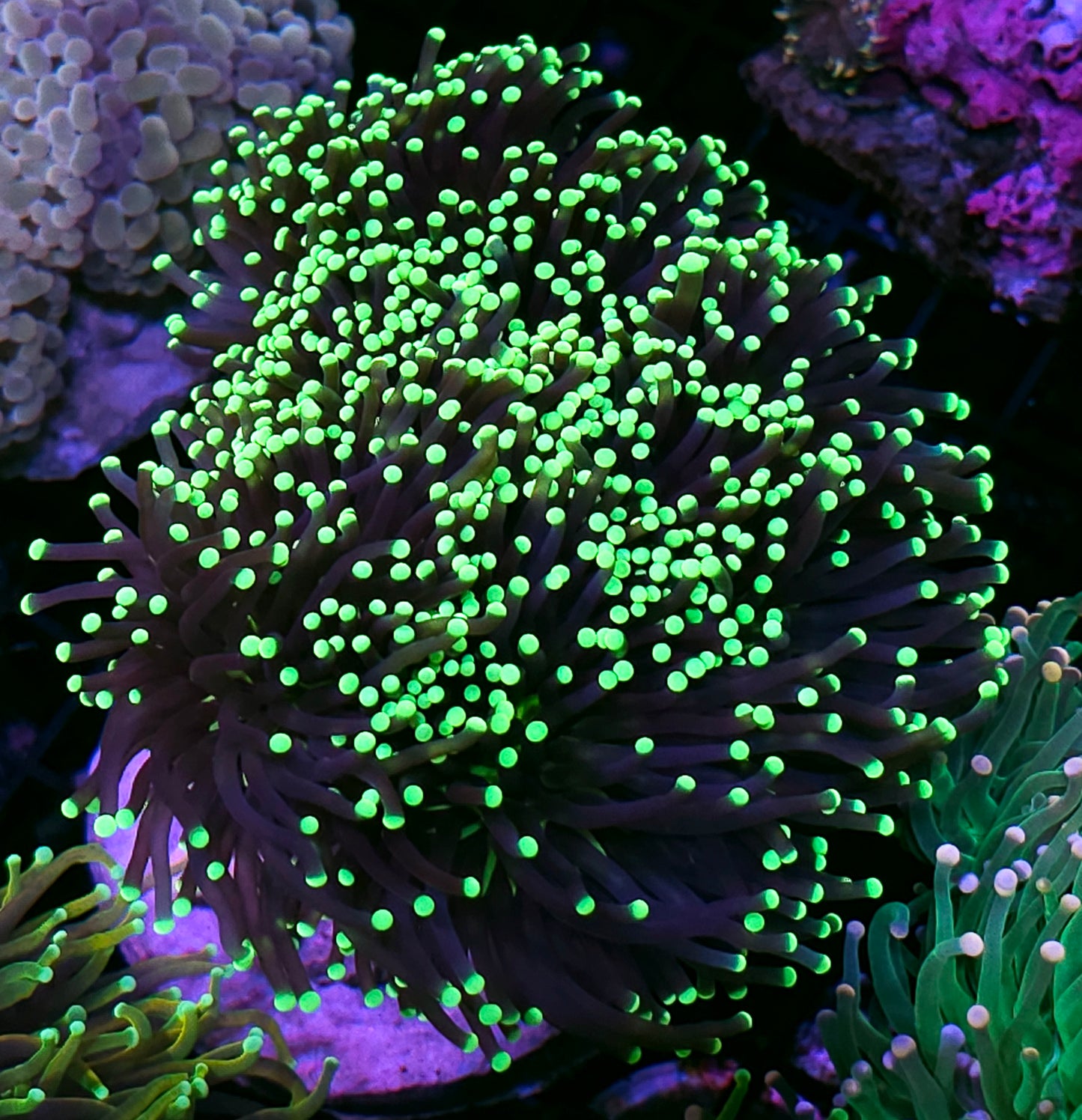 Approx 6-7 Head Grim Reaper Torch Colony