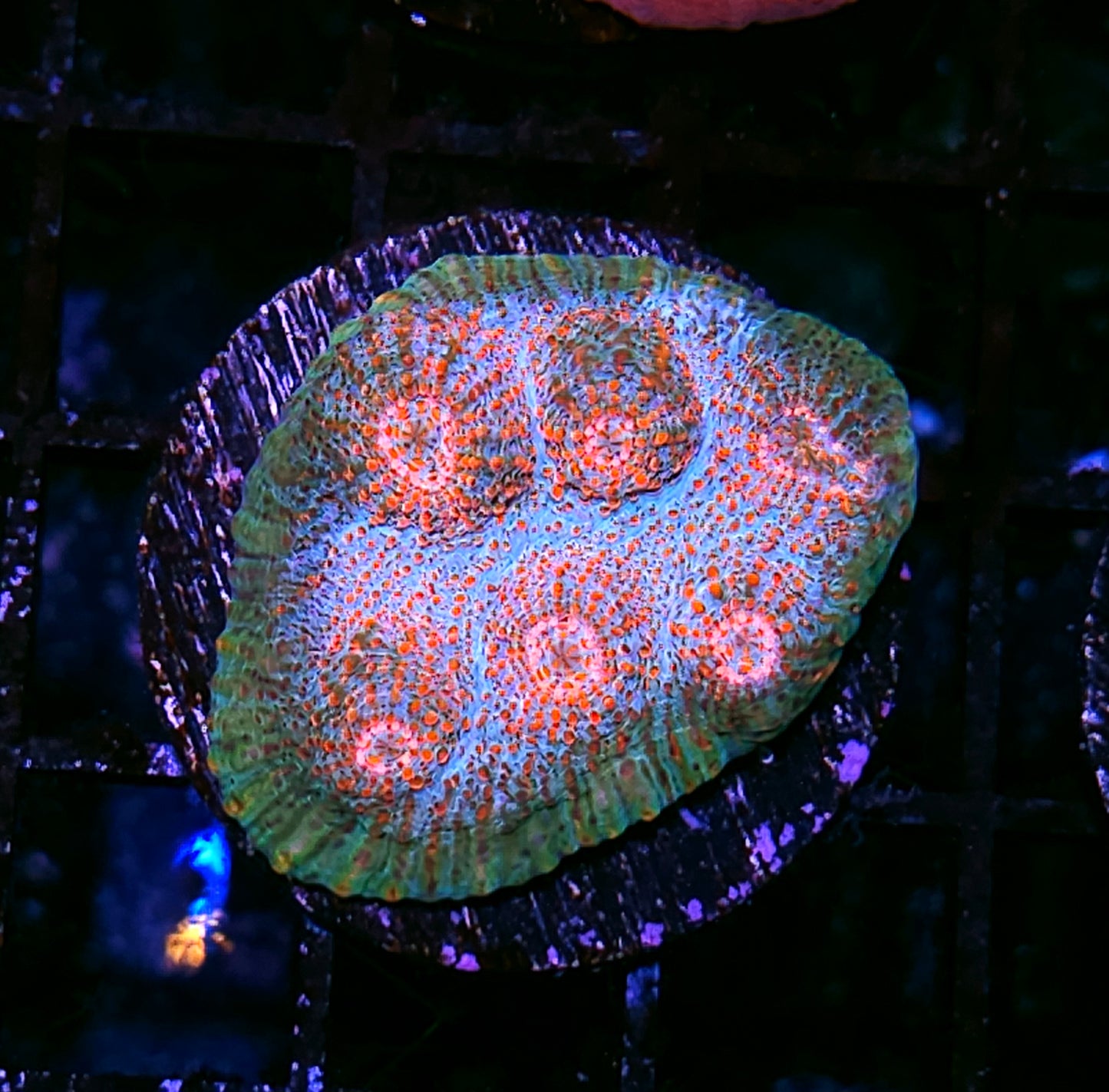 HF Lost Islands Chalice
