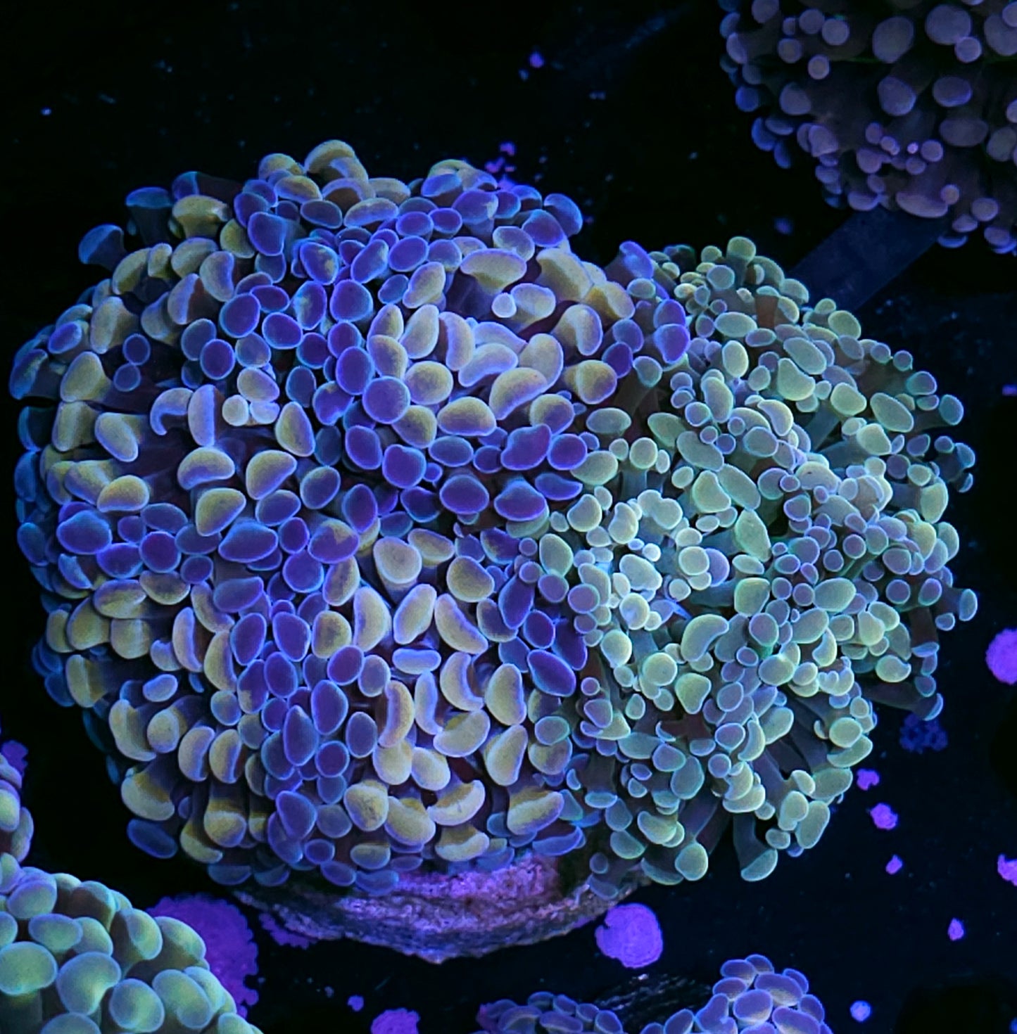 Approx 7-8 Head Holy Shit Grafted Froghammer Colony