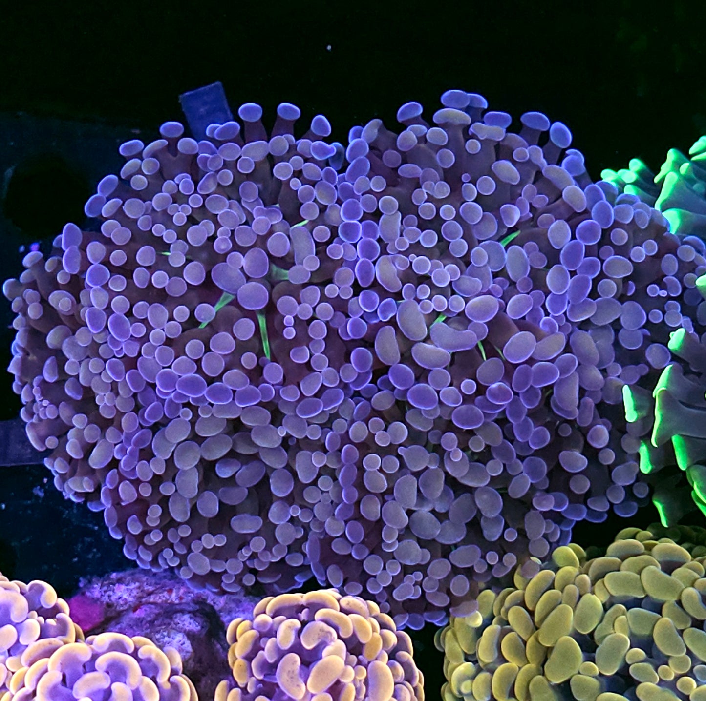 Approx 6-7 Head Purple Potions Froghammer Colony