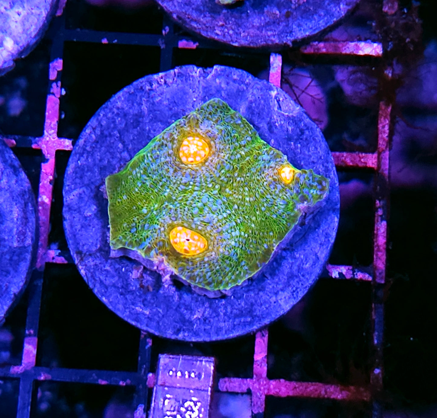 HF Oasis Chalice