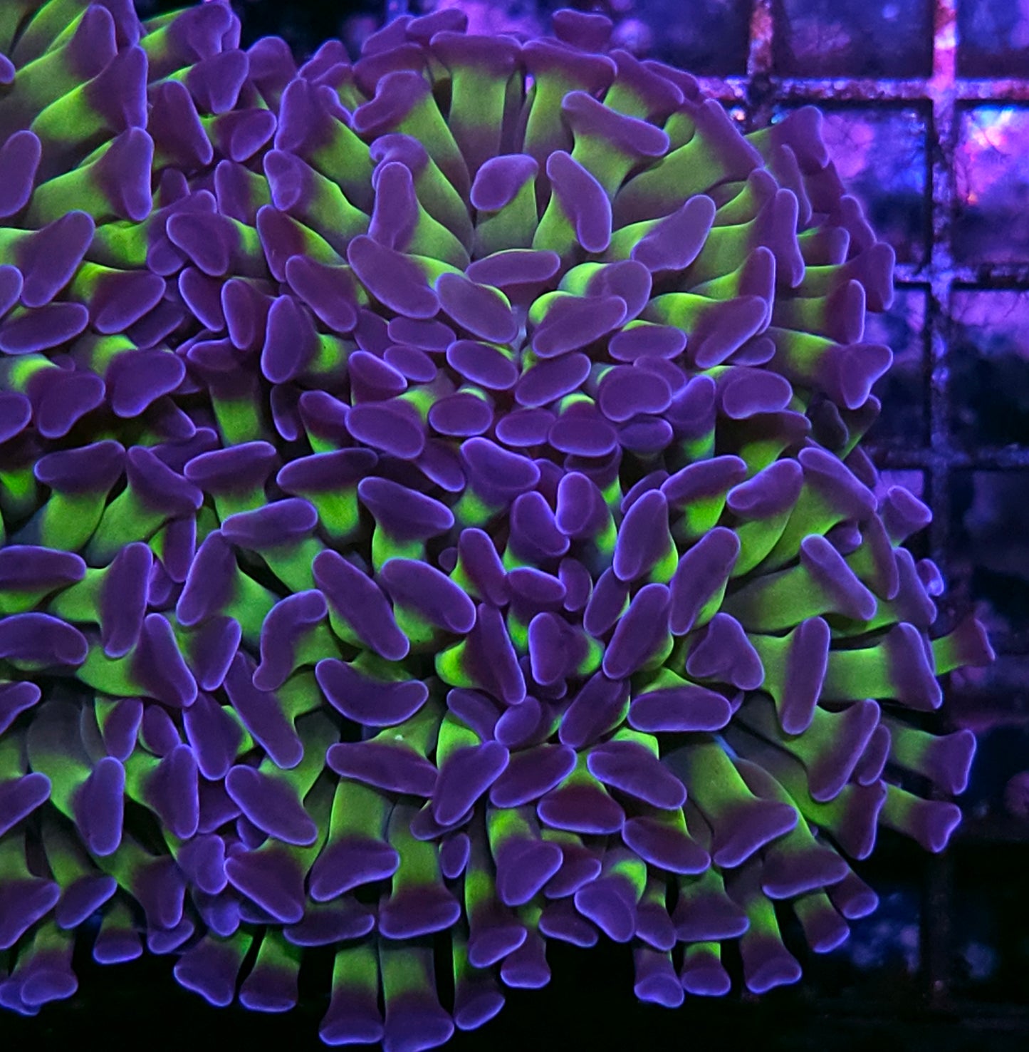 3 Head Joker Branching Hammer Colony